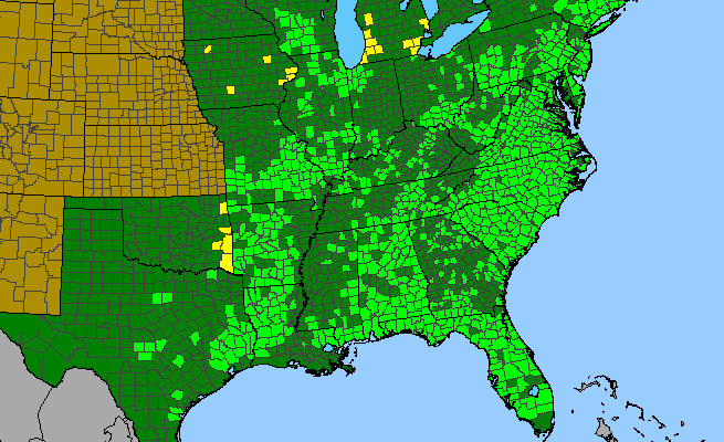 The range of Hypericum gentianoides